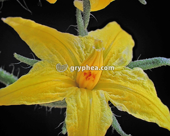Tomate - Fleur montrant les traces des mandibules d'un bourdon (pollinisée) 916-22 - gryphea.com